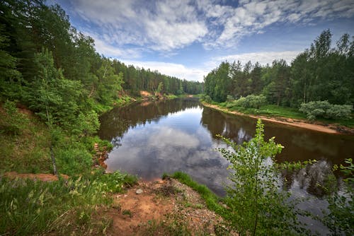 Green Trees Beside River Under Blue Sky