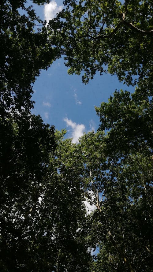 A Green Trees Under the Blue Sky