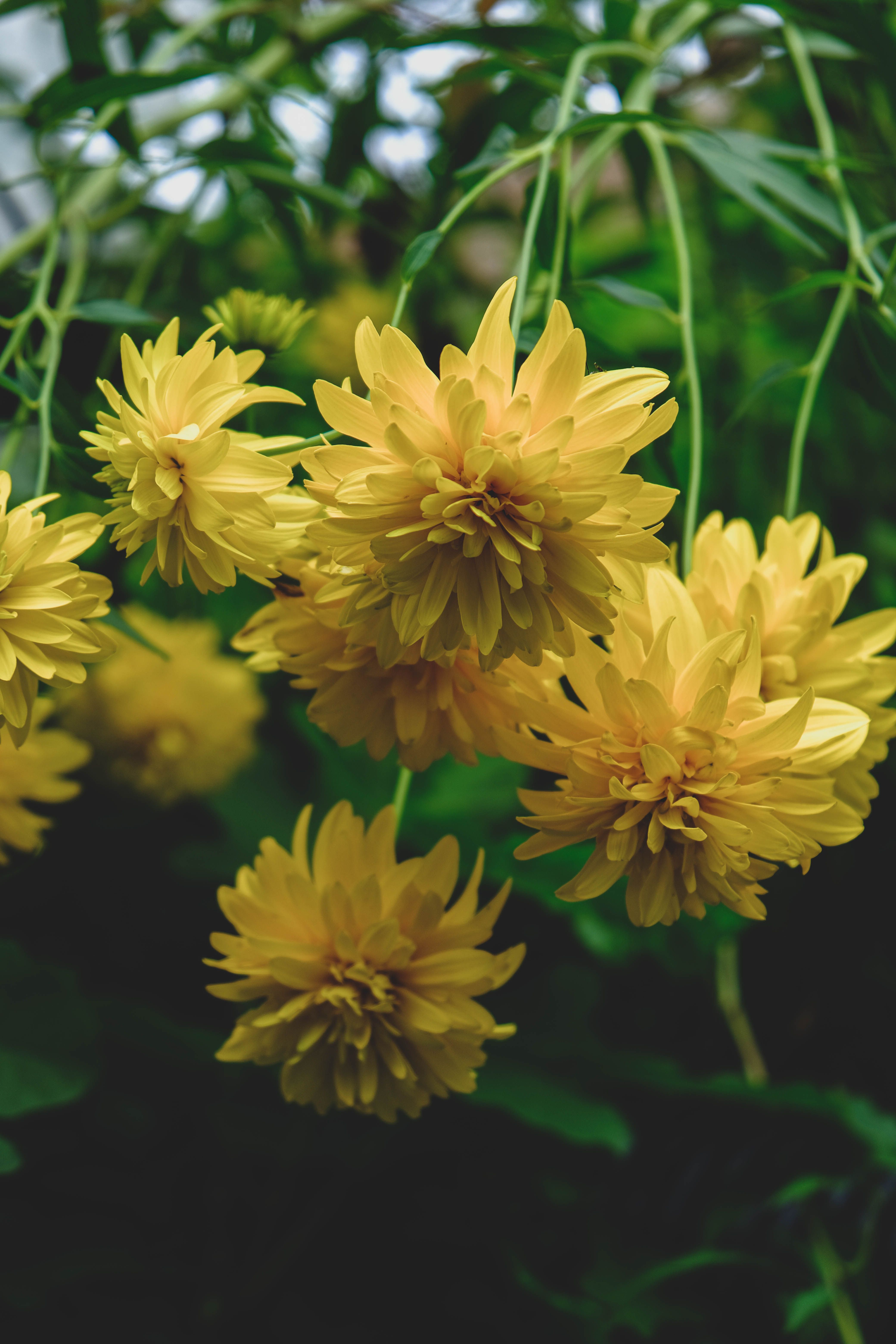 Yellow Flower in Close Up Photography · Free Stock Photo