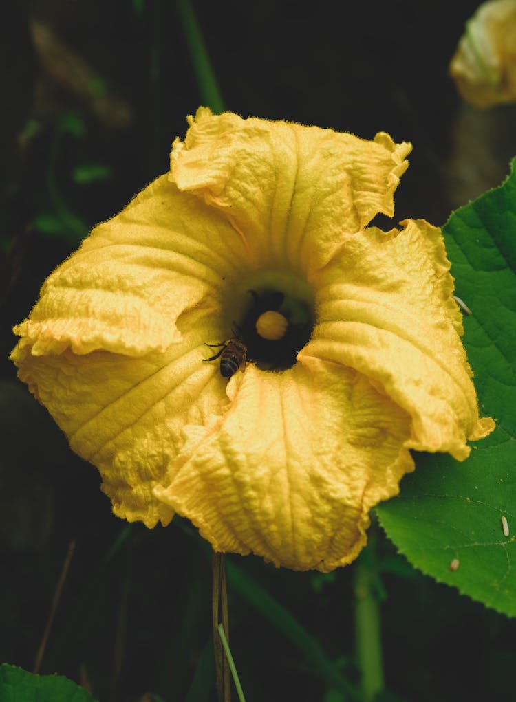 Close Up Photo Of Pumpkin Flower