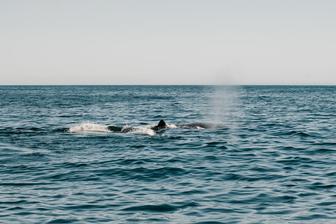 Photo of a Whale