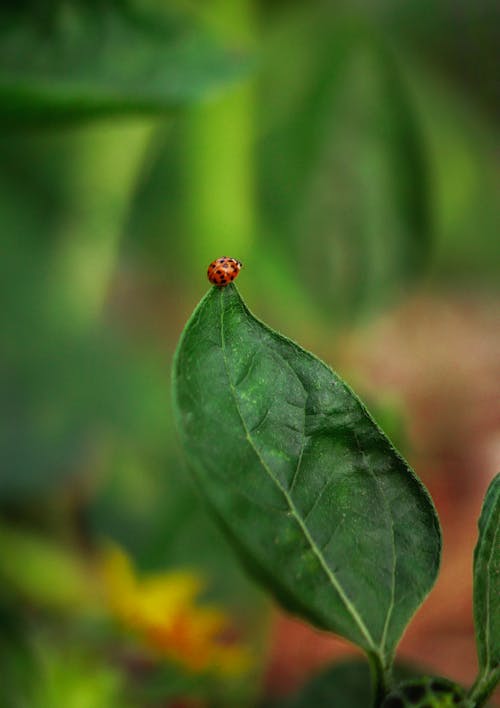 Red Ladybug on Green Leaf in Close Up Photography