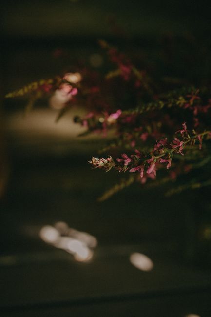Fotomural Una toma dramática y artística de flores de brezo vívidas con un enfoque suave y tonos cálidos.