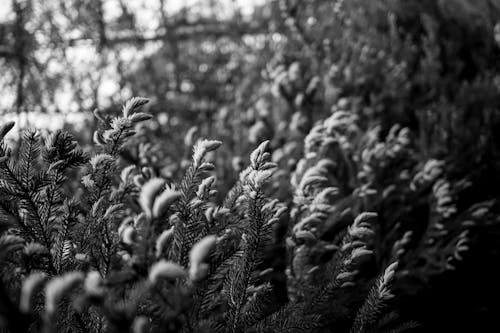 Darmowe zdjęcie z galerii z czarno-biały, fotografia roślin, fotografia w skali szarości
