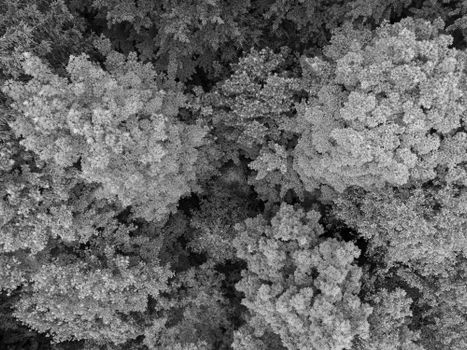 Grayscale aerial image showcasing a dense forest canopy in Ilmenau, Germany.