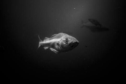 Stunning black and white photo of fish swimming underwater, capturing aquatic beauty and tranquility.