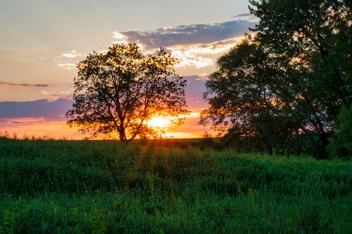 Free A beautiful sunset illuminates a peaceful grassland with trees silhouetted in Elba, Minnesota. Stock Photo