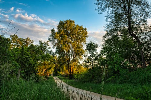 Kostenloses Stock Foto zu bäume, feldweg