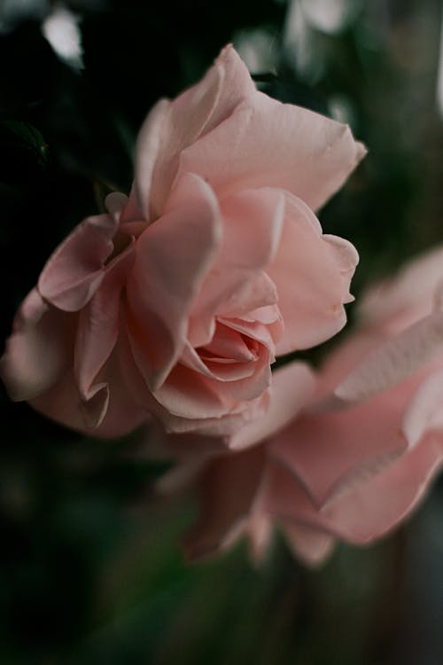 Free Close Up of Pink Rose in Bloom Stock Photo