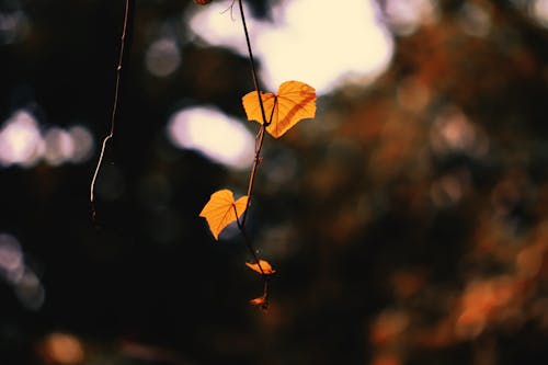 Gratis Immagine gratuita di @all'aperto, albero, autunno Foto a disposizione