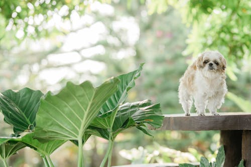 Free White Dog Standing on a Table Stock Photo
