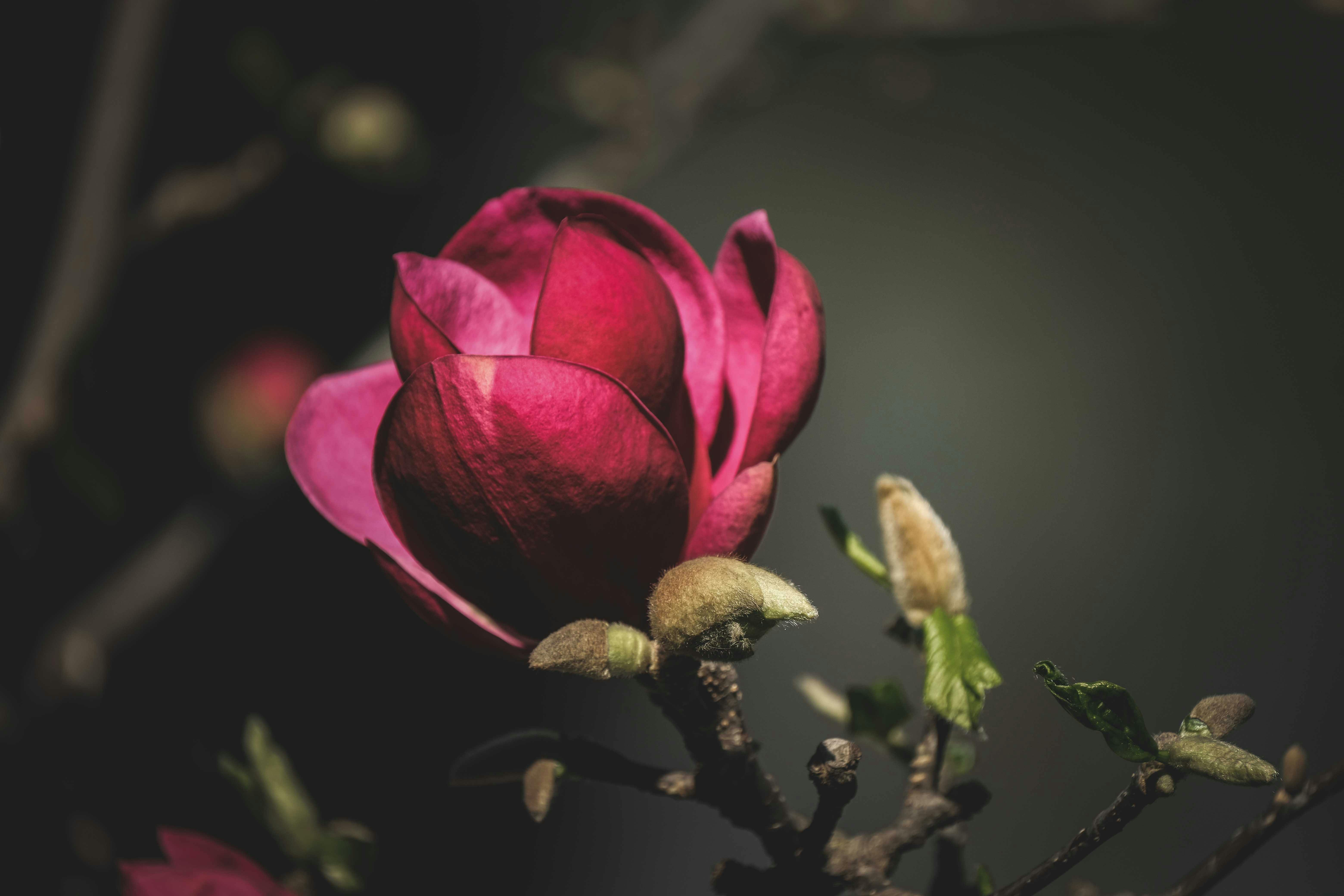 Magnolia’s AAA Hobbies To Close 2026 (Second Half). Iconic Hobby- Craft Emporium — Photo by Francesco Ungaro on Pexels