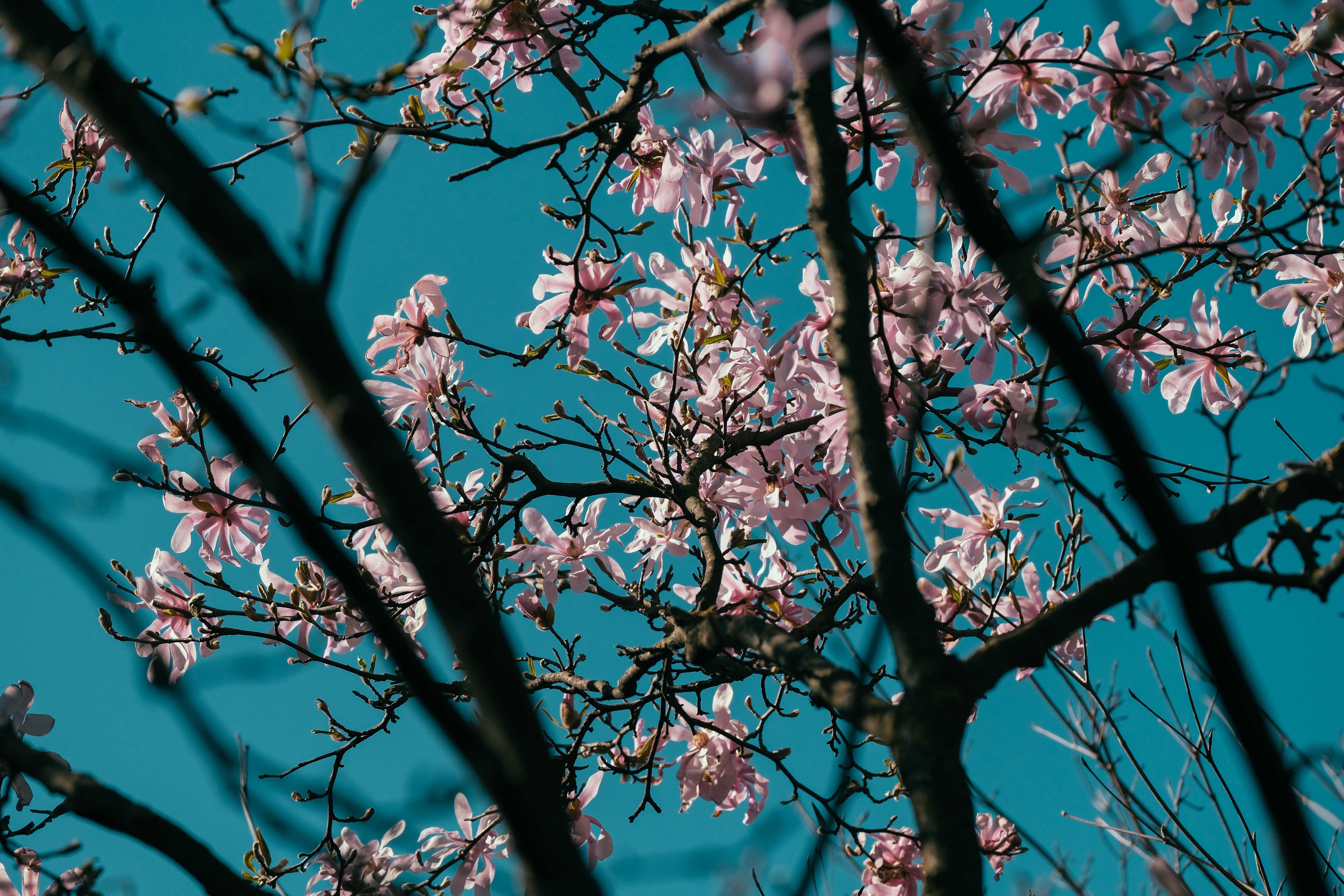 Magnolia’s AAA Hobbies To Close 2026 (Second Half). Iconic Hobby- Craft Emporium — Photo by Francesco Ungaro on Pexels