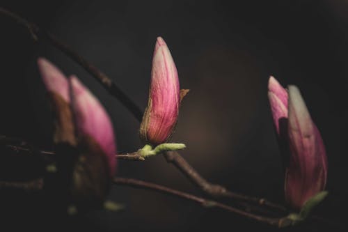 Pink Flower Buds in Tilt Shift Lens