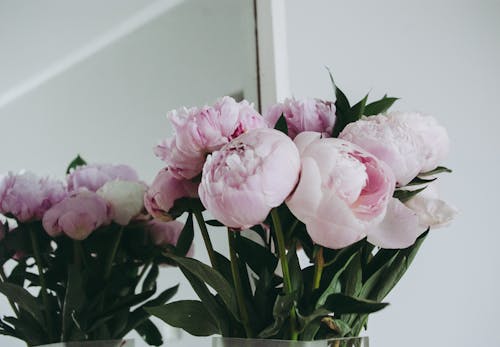 Pink Peony Flowers in Clear Glass Vase