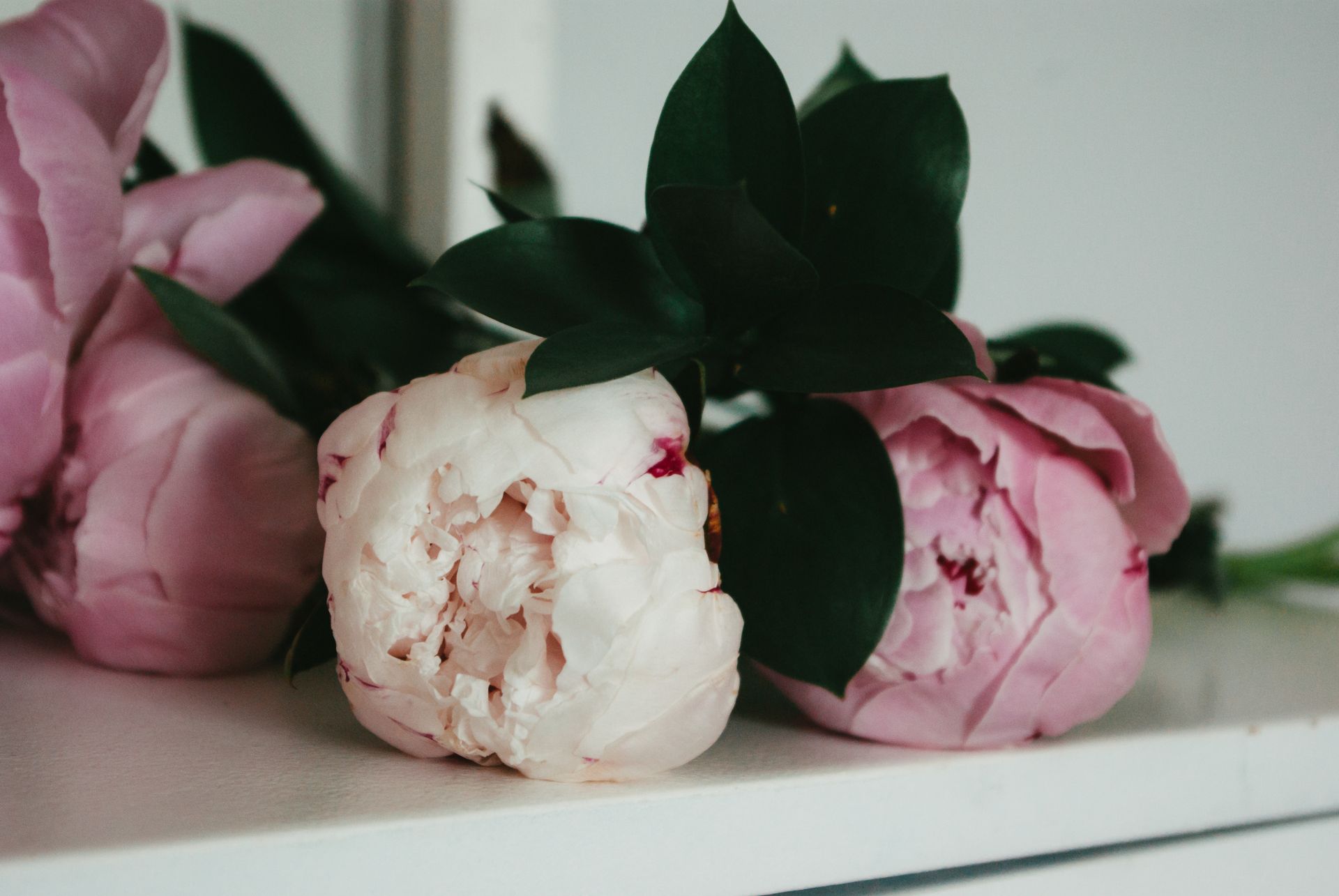 A delicate bouquet of pink peonies beautifully arranged on a white table indoors, highlighting their lush petals.