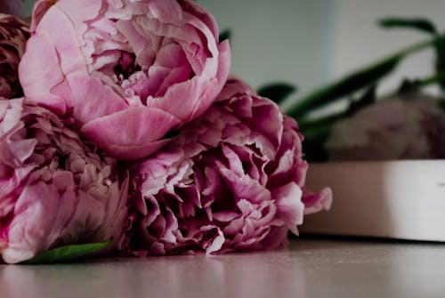 Foto stok gratis bagus, bunga-bunga merah muda, Daun-daun