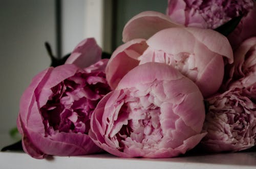 Close-Up Shot of Pink Roses