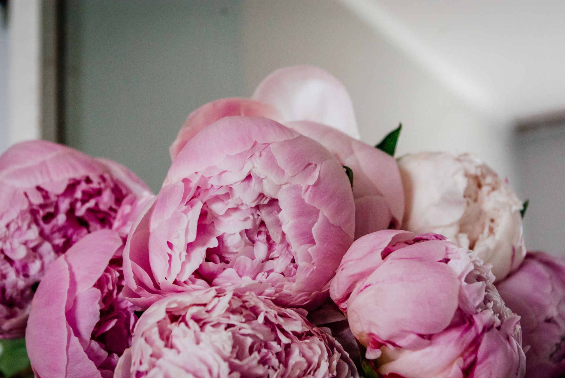 Delicate pink peonies in full bloom, capturing natural beauty with soft pastel hues.
