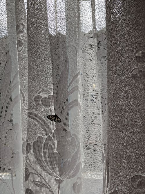 Lace Curtain and a Butterfly