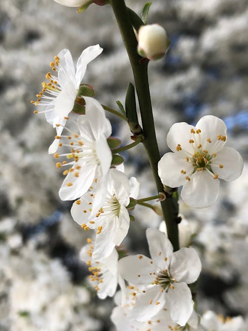 Free Close-Up Shot of White Cherry Blossoms in Bloom Stock Photo