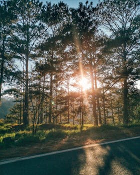 Explore the beauty of a sunlit pine forest in Đà Lạt, Vietnam, with serene roadsides and lush greenery.