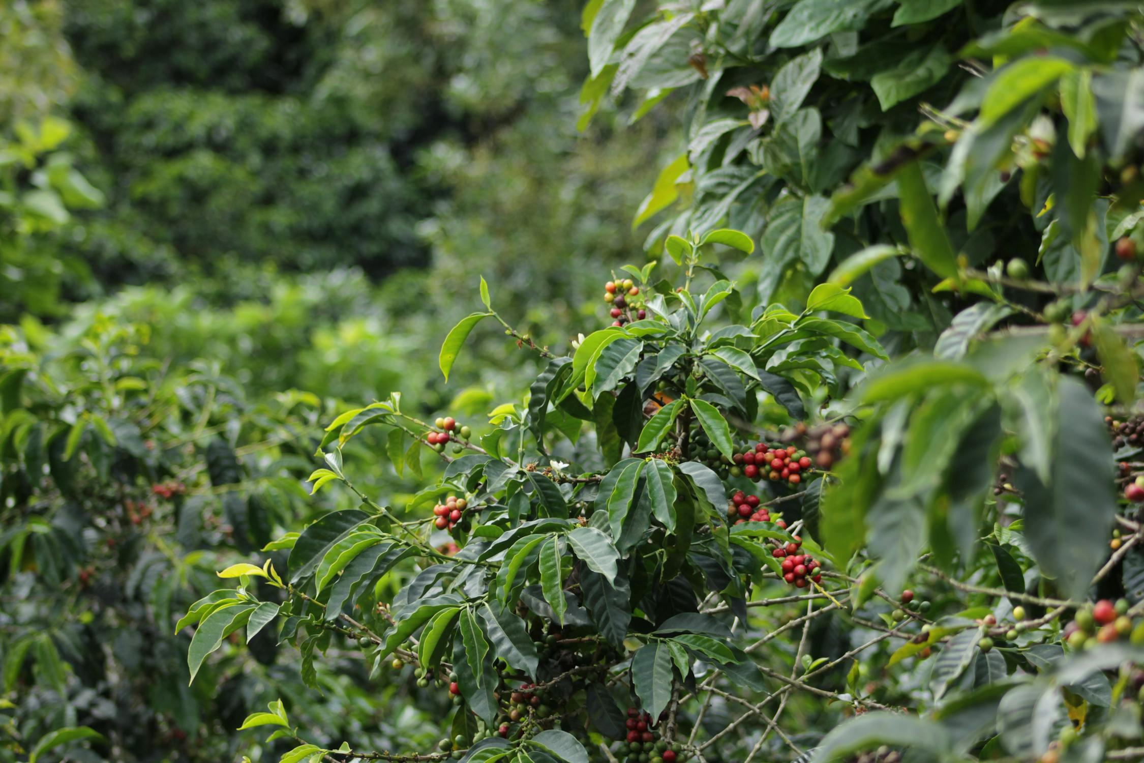 Free stock photo of coffee bean, coffee tree, green Free stock photo of coffee bean, coffee tree, green