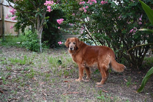 Free stock photo of best friend, dog, golden retriever