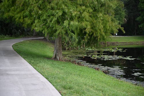 Free stock photo of lake, nature, path