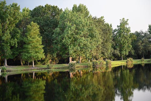 A Green Trees Near the Lake