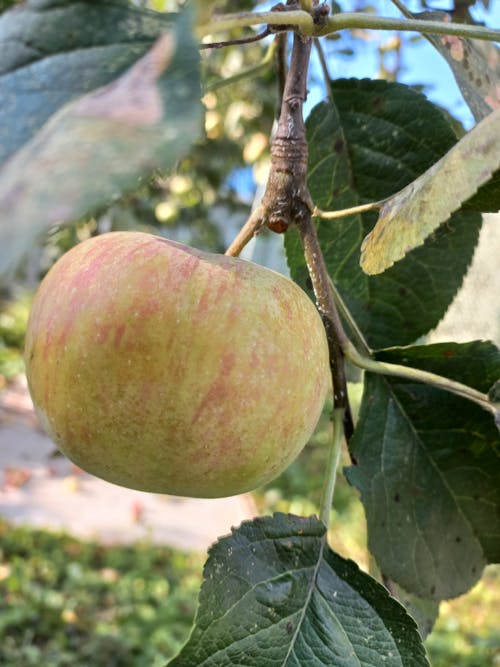 Free stock photo of apple, apple tree, fresh fruits