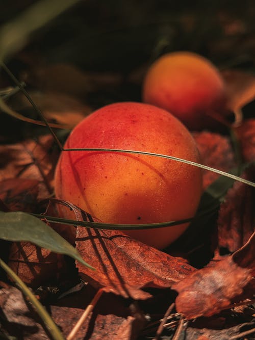 Close-Up Shot of an Apricot