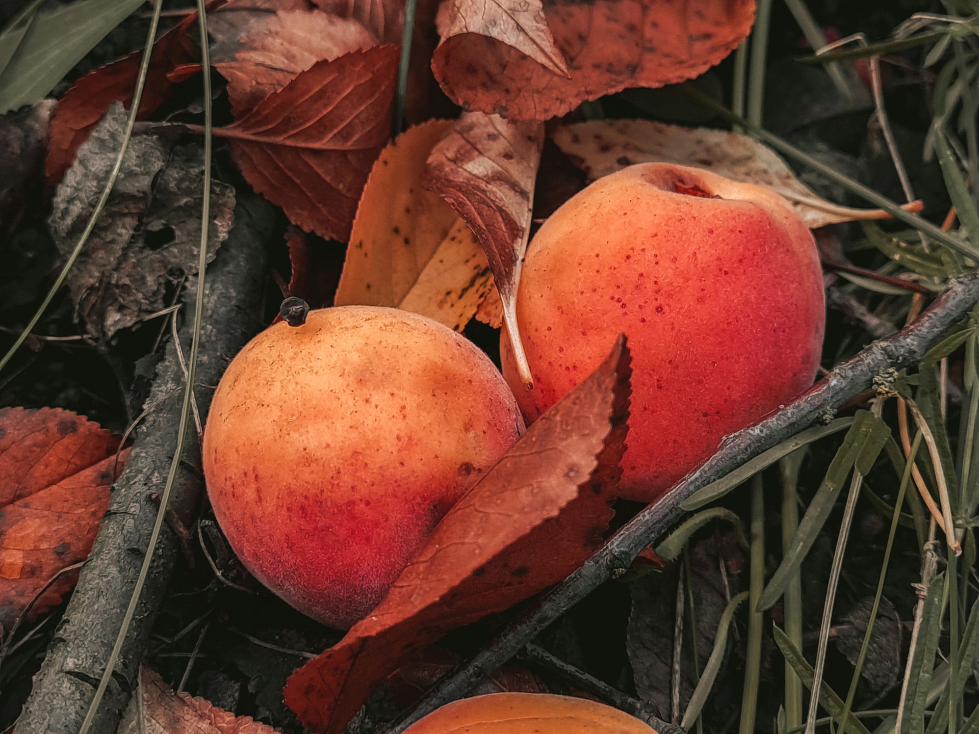 Close-up of ripe apricots amidst autumn leaves, highlighting organic, nutritious fruits.