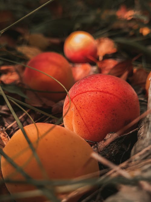 Free Close-Up Shot of Apricots Stock Photo