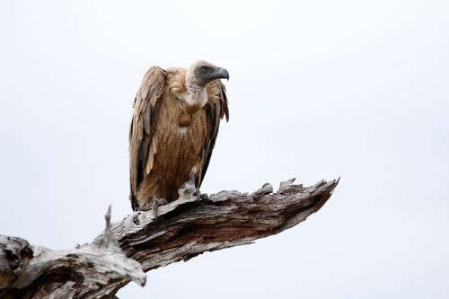 Free A majestic white-backed vulture perched on a dry tree branch in South Africa's wild landscape. Stock Photo