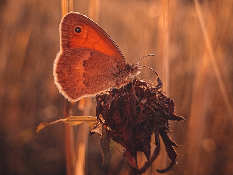 Close-Up Shot Of Small Heath Butterfly On Dried Flower
