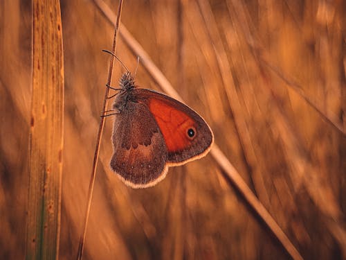 Red and Brown Butterfly on Brown Grass