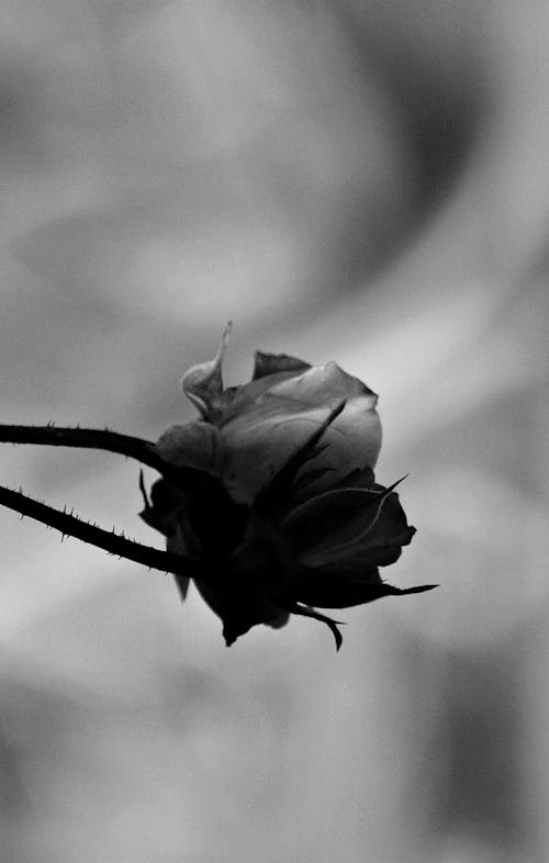 Free stock photo of black and white, depth of field, flower Stock Photo