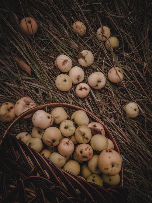 Free Freshly picked apples in a wicker basket on the grass, captured in an autumn outdoor setting. Stock Photo
