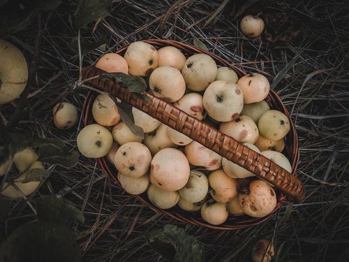 Free A wicker basket filled with freshly harvested apples on the ground, viewed from above. Stock Photo