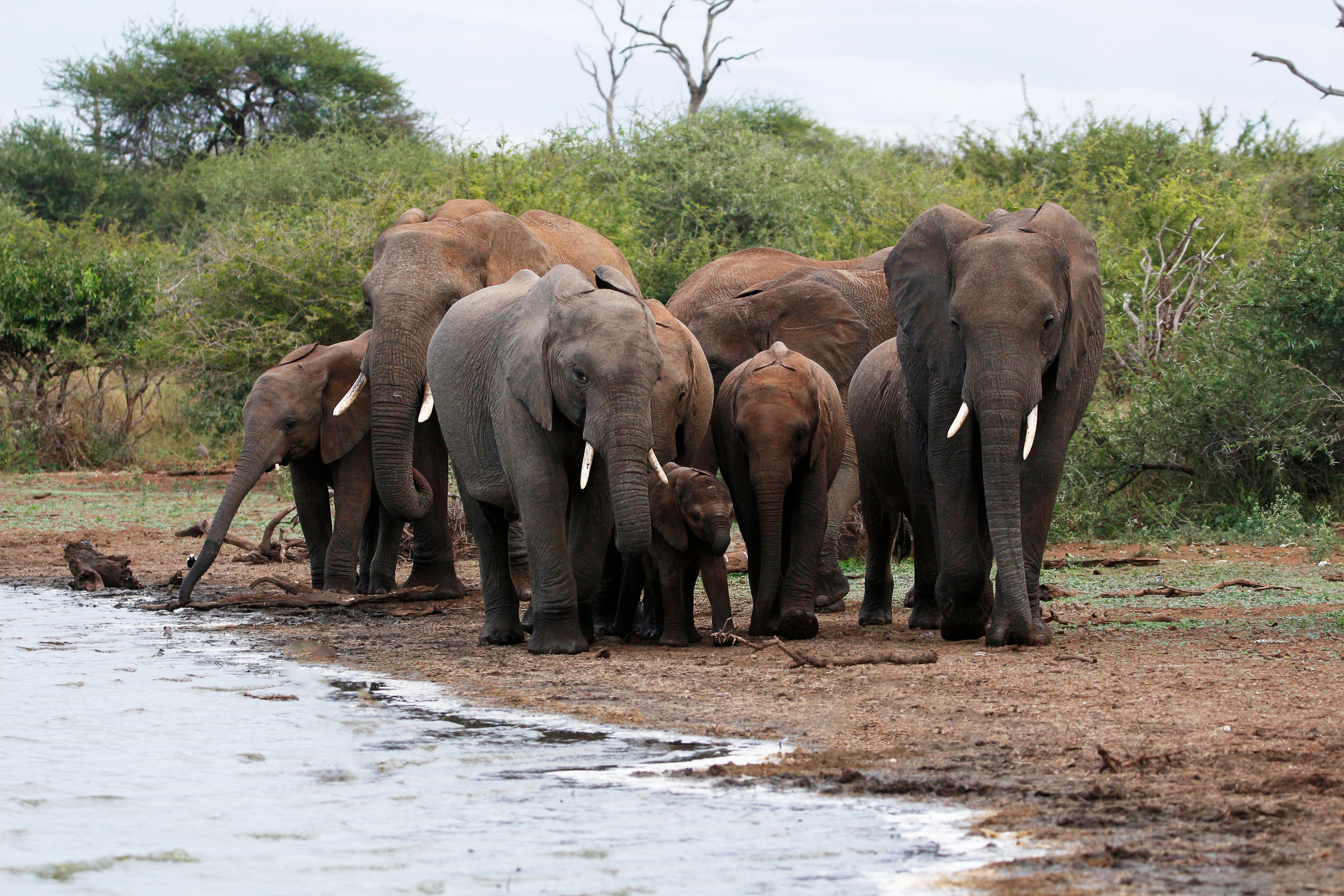 A herd of African elephants (Loxodonta africana) gathers at a waterhole in South Africa.