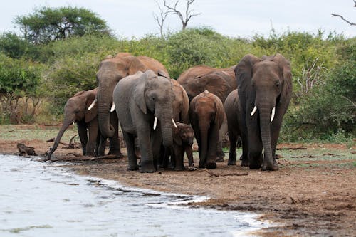 Gratis lagerfoto af afrikanske elefanter, dyrefotografering, dyreliv