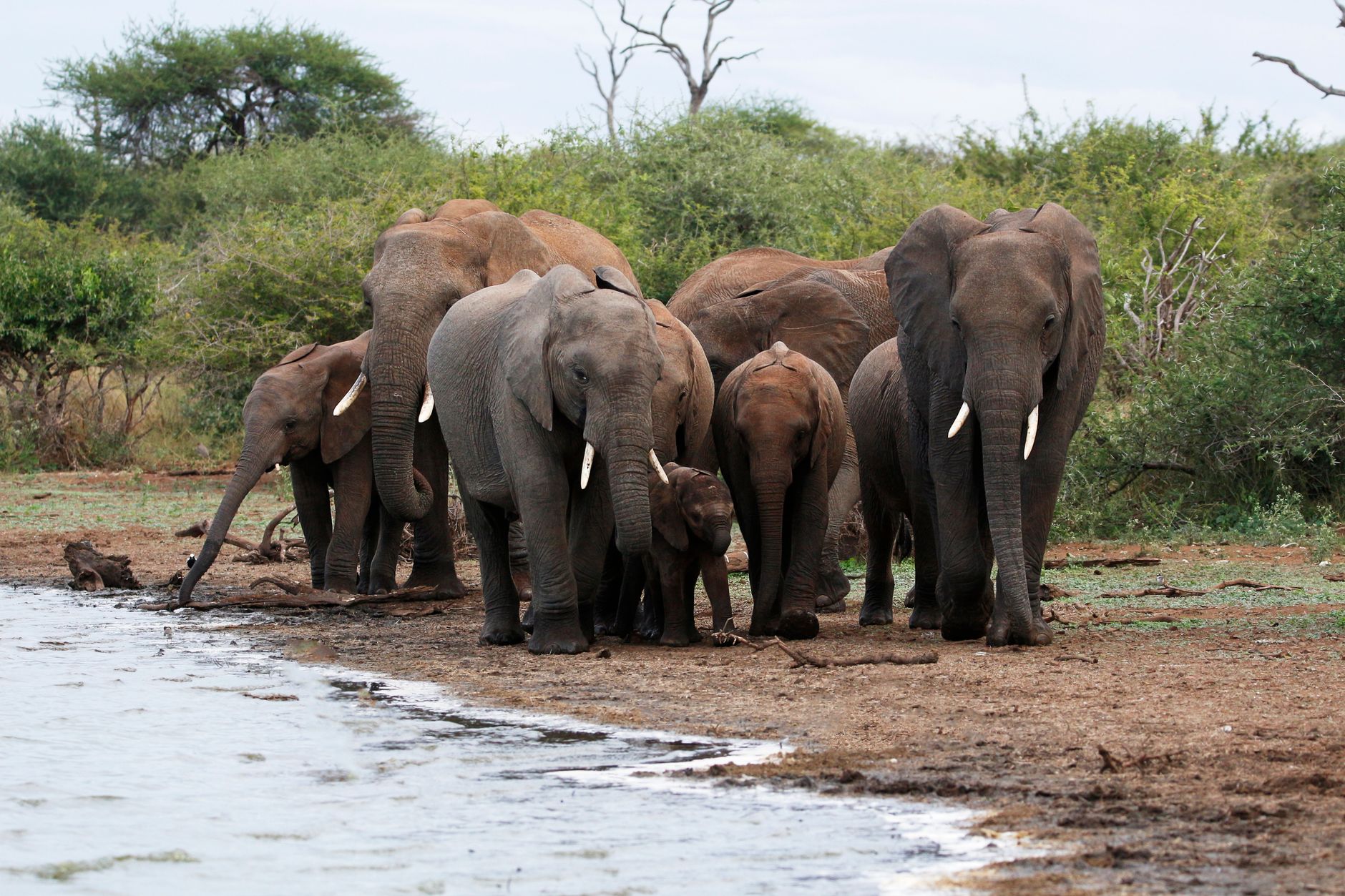 A herd of African elephants (Loxodonta africana) gathers at a waterhole in South Africa.