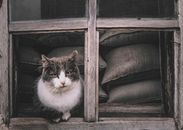White and Black Cat Sitting on Brown Wooden Stairs