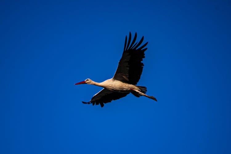 A Stork Flying In The Sky