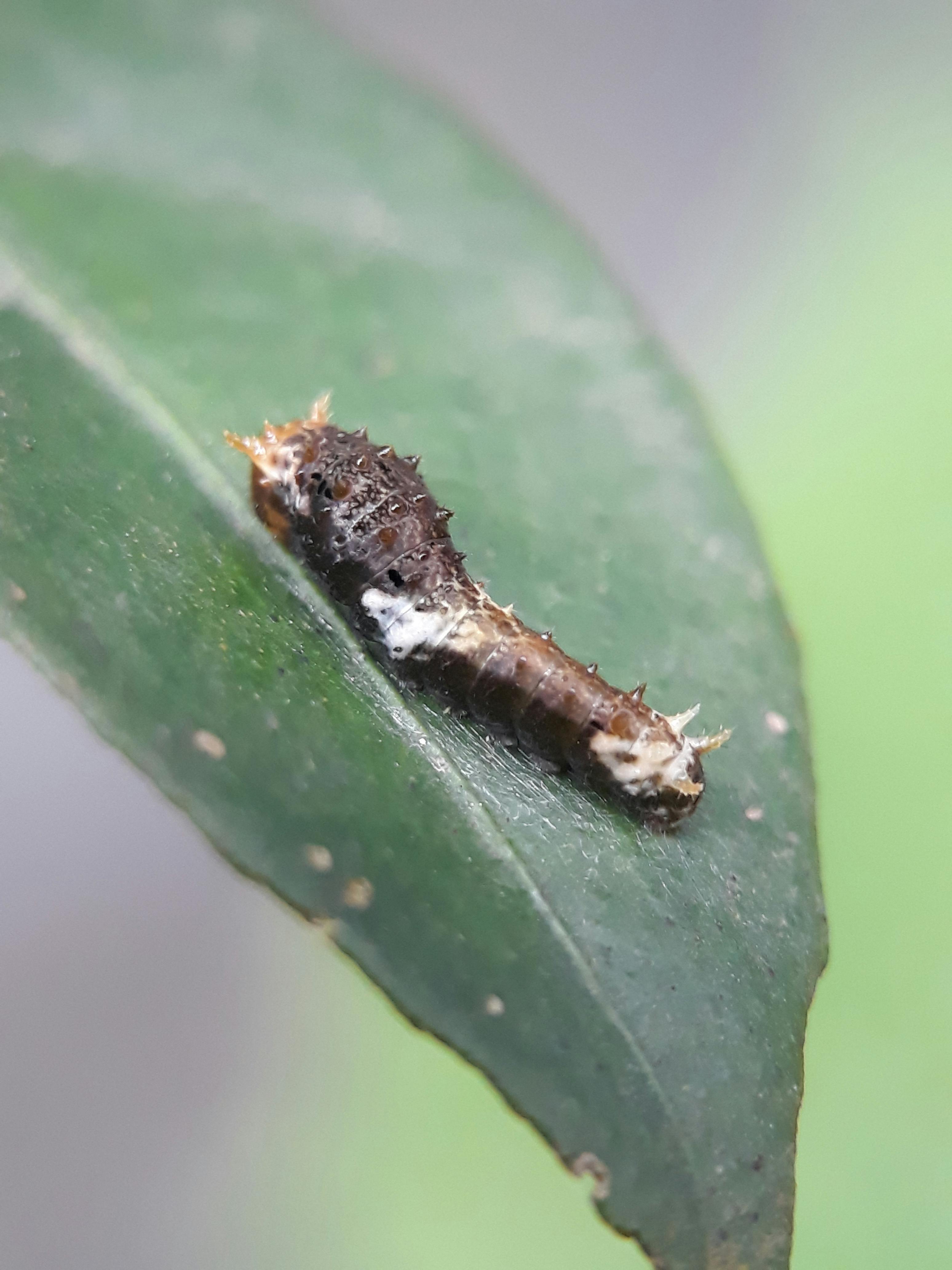 Aaron Smith, Construction Lead