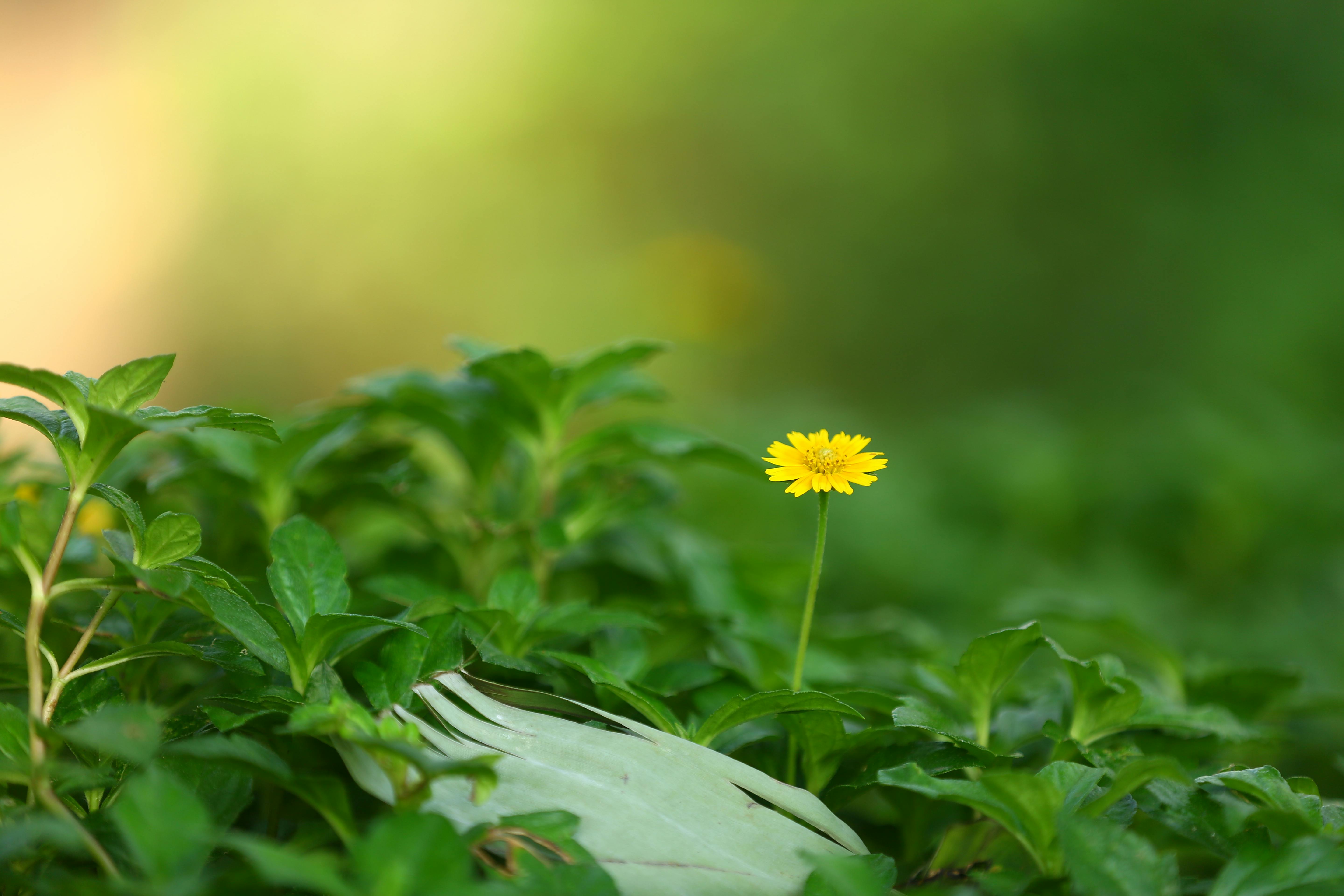 Roofing materials and tools on residential roof