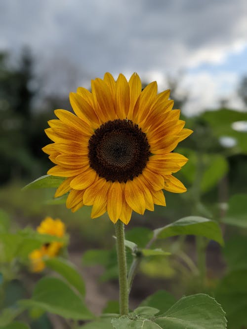 Yellow Sunflower in Close Up Photography