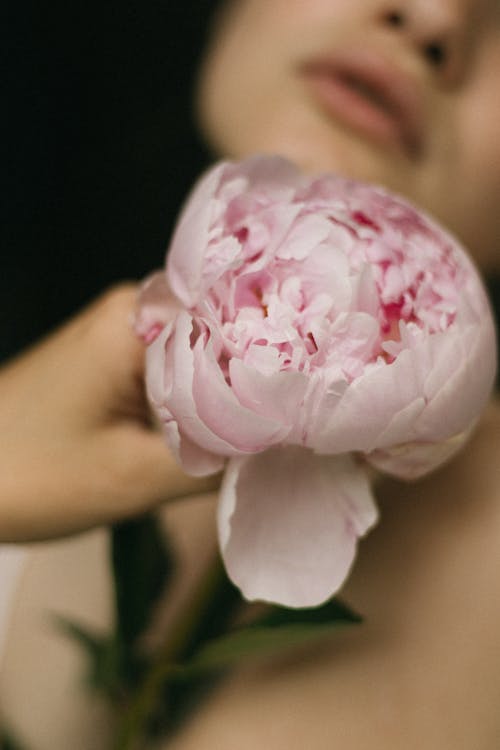 Close-Up Shot of a Person Holding a Pink Rose