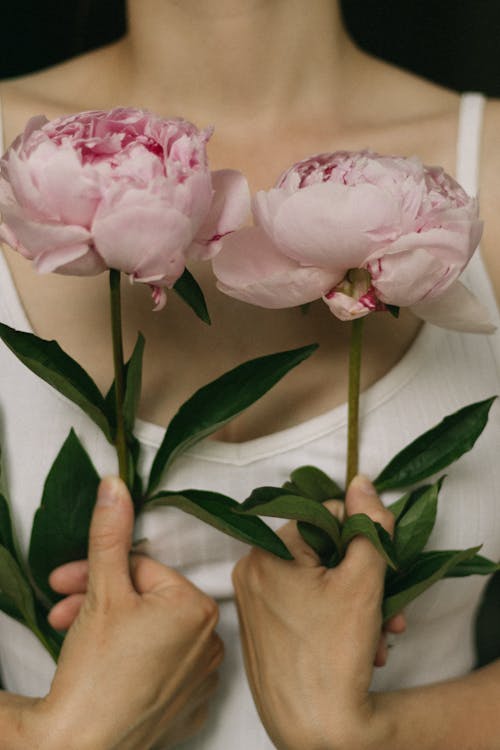 Free Close-Up Shot of a Person Holding Pink Roses Stock Photo